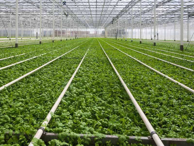 智慧農業(yè)大棚解決方案